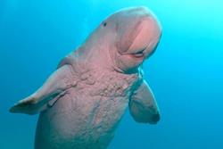 Dive Centre Equinox, Marsa Alam - Red Sea.